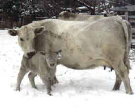 Murray Grey cow and Newborn calf, courtesy of Lindale Murray Greys, Glenns Ferry, Idaho
