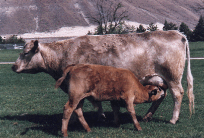 Murray Grey Cow & Calf . . . The compact, well attched udder provides ample milk through to weaning.